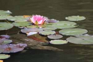 Jardins du Meiji-jingū