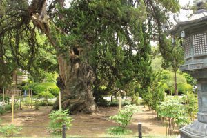 Genévrier de 750 ans